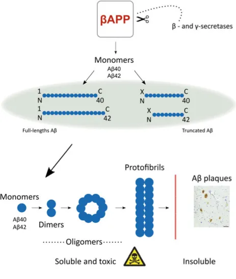 Figure 2.  Evolution of Aβ aggregates begins with the enzymatic processing of  βAPP that yields both N-terminally intact and truncated Aβ monomers, of which  Aβ40 and Aβ42 are the most frequently found in Alzheimer’s disease related  plaques