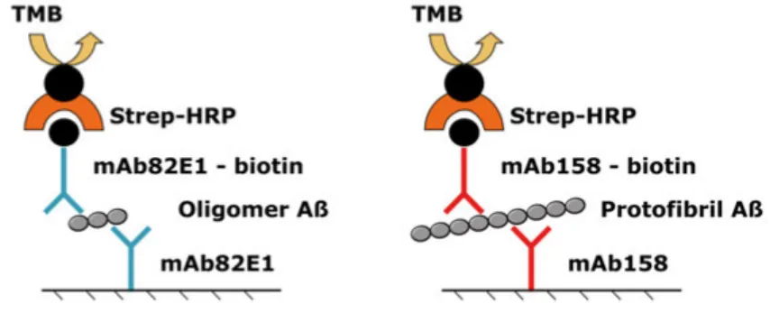 Figure 4. Sandwich ELISA utilizes indirect capture and detection, in paper II using  the mAb82E1 for Aβ oligomers and mAb158 for Aβ protofibrils