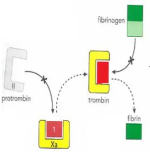 Figur 2. Verkningsmekanism för apixaban, apixaban (1) binds till faktor Xa. Trombinbildning hämmas och fibrinogen  omvandlas inte till fibrin (8)