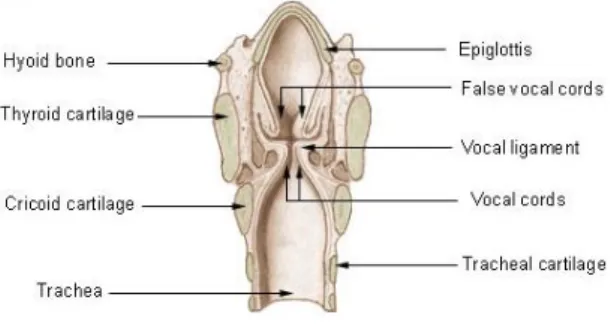 Figure 1: Parts of the larynx  [2] 