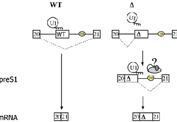 Figure 4. In the WT the binding of U1snRNP to the ISPE interferes with the recognition of the  nearby  cryptic  3’  splice  site  and  no  precursor  is  constructed,  which  leads  to  normal  processing