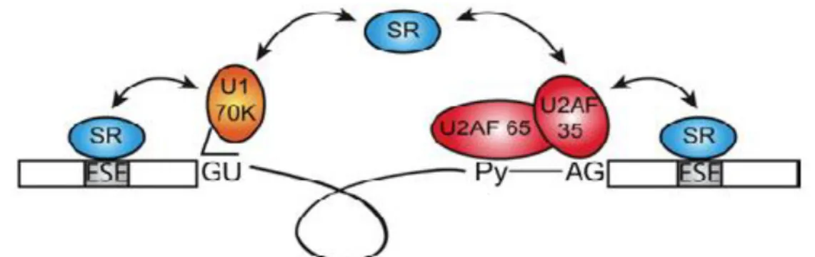 Figure  5.  Simultaneous  binding  of  SR  proteins  to  U1snRNP  and  U2AF.  From  Long  and  Caceres (2009)