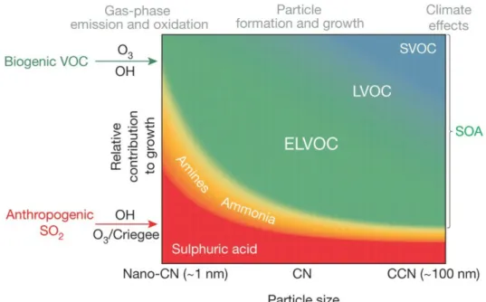 Figure 2: Schematic representation of the role of sulfuric acid, amines, ammonia and organic molecules of different volatilities in the growth to CCN sizes and composition of fine aerosol particles in a Boreal forest environment.