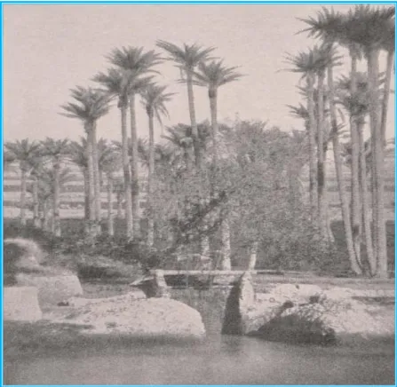 Figure 42:    Palm trees grove close to Babylon’s ruins  [8] .