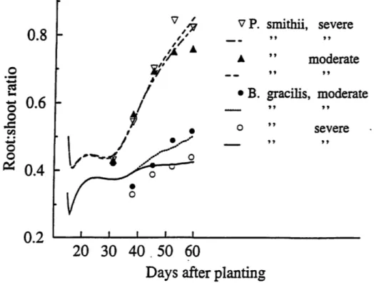 Figure 10.  Effect of water treatment (moderate vs. severe water stress) on root to shoot ratio