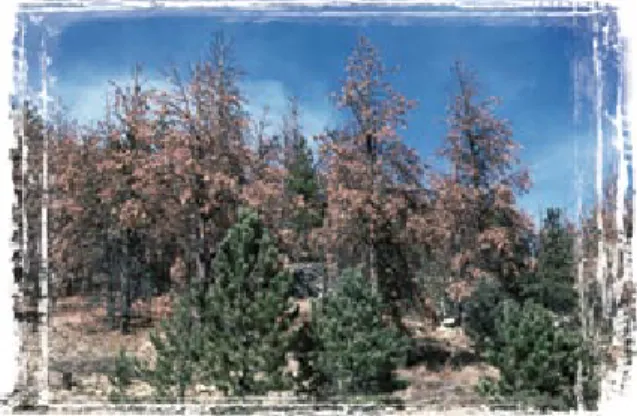 Figure 13: Damage from a mountain pine beetle  infestation turned this Front Range ponderosa pine 