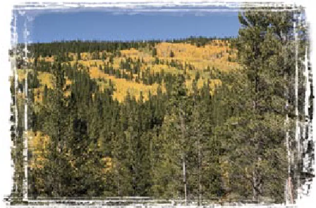 Figure 2: Pinion-juniper forests such as this one  are found throughout western and south-central 
