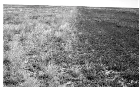 Figure D3  A view along the boundary line of former sorghum (left) and wheat (right)  crop strips that simultaneously occupied the field a year prior to seeding to a native grass  mix under the CRP