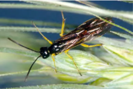 Figure 1: Wheat stem sawfly  adult.  Image courtesy of J. Kalisch,  Department of Entomology,  University of Nebraska