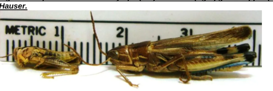 Fig. 1.  Comparison between a nymph (left) and adult (right) grasshopper (scale in cm)