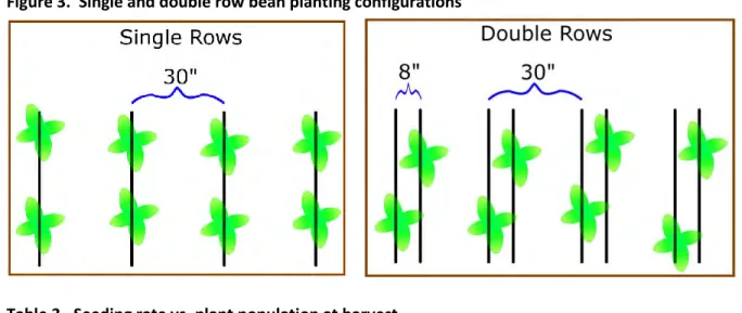 Figure 3.  Single and double row bean planting configurations 