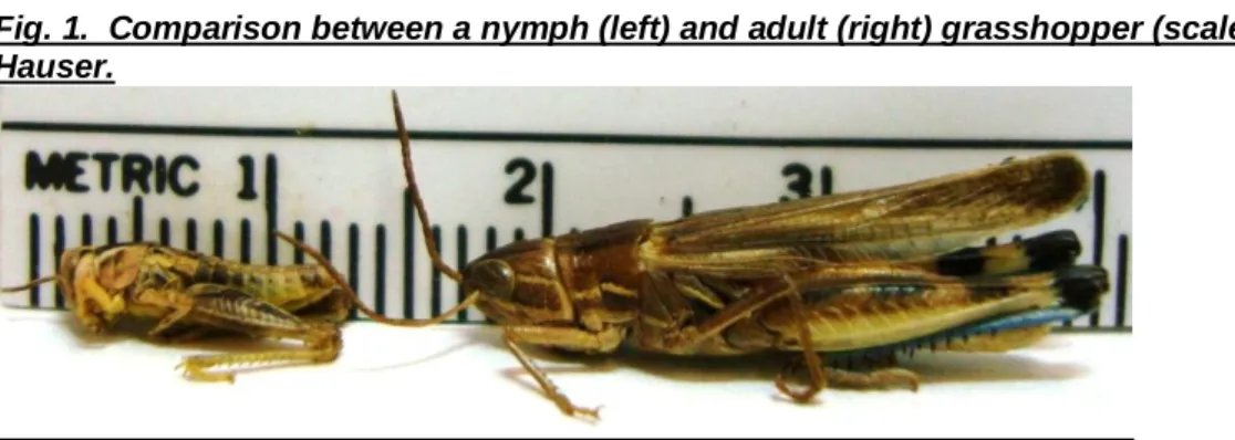 Fig. 1.  Comparison between a nymph (left) and adult (right) grasshopper (scale in cm)