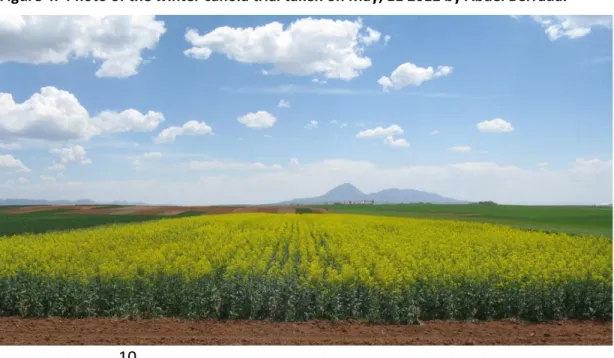 Figure 4.  Photo of the winter canola trial taken on May, 11 2012 by Abdel Berrada.