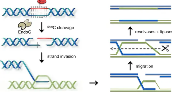 Figure 1.1:  Model for  5hm C and EndoG in homologous recombination.  As originally proposed  by Robertson et al., EndoG generates double stranded breaks via recognition of  5hm C in a  sequence specific context