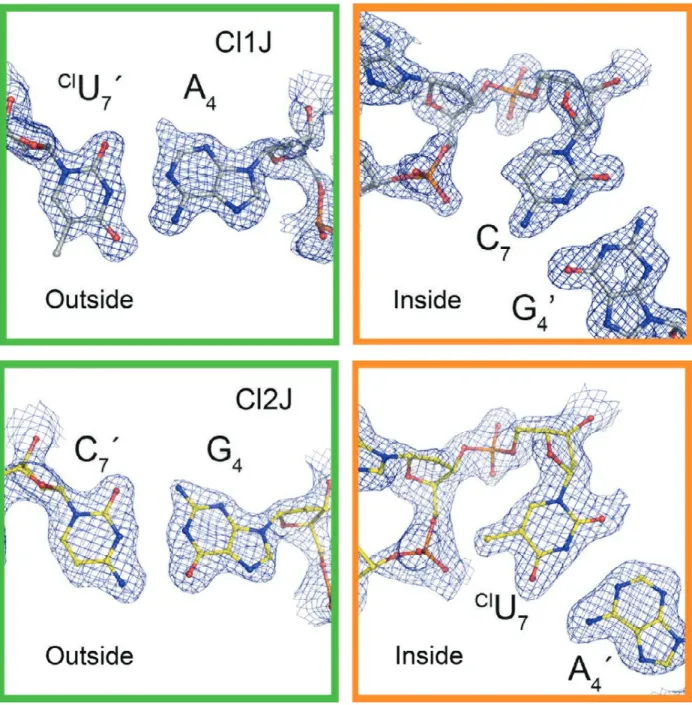 Figure 2.4: Electron density maps of chlorinated base pairs in the Cl1J and Cl2J DNA junctions