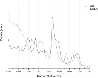 Figure 2.2: Raman spectra of a SeBP film drop-cast from a sample  dissolved in pH 7.4 1x PBS (solid trace) and a SeBP-SeNP film  drop-cast from a sample dissolved in pH 7.4 1x PBS (dashed trace)