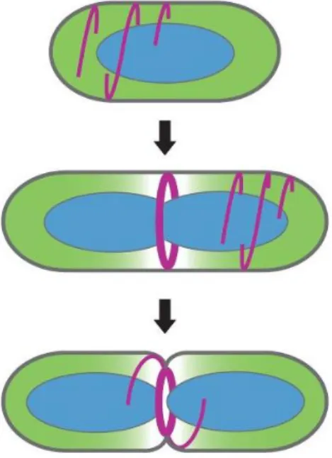 Figure 3.1: Cartoon representation of  how FtsZ migrates toward the midpoint  of the cell curing binary fission