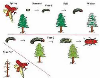 Figure 1-1: Two-year bark beetle life cycle (CSFS, 2014). 