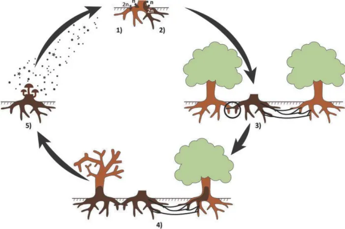 Figure 1-2: Life cycle of Armillaria root disease. 1) Basidiospore germination on dead stump