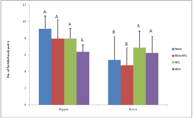 Figure  3.1    Number  of  fertile  heads  plant -1 )  of  Ripper  and  RonL  winter  wheat  as  affected by the  ACC+ bacterial inocula (n = 8)