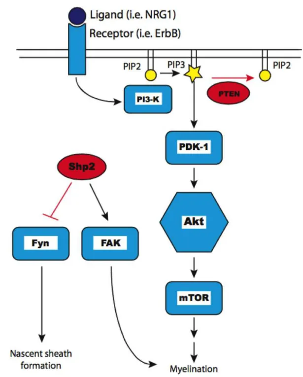 Figure	5-1.	Model	of	Shp2	regulation	of	CNS	myelination.	Extracellular	 ligand	(dark	blue)	binding	a	transmembrane	receptor	and	activating	the	 PI3K/Akt	pathway	(light	blue	icons).	Lipid	second	messengers	PIP2	and	PIP3	 indicated	in	yellow.	Negative	regula