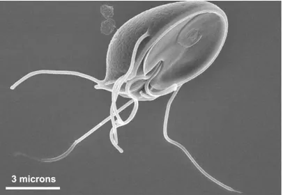 Figure 2.  This scanning electron micrograph (SEM) clearly shows the ventral surface of a  Giardia muris trophozoite