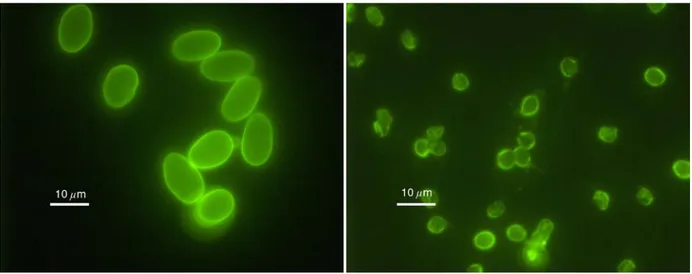 Figure 5.  Giardia cysts (left) and Cryptosporidium oocysts (right) under the fluorescent mi- mi-croscope