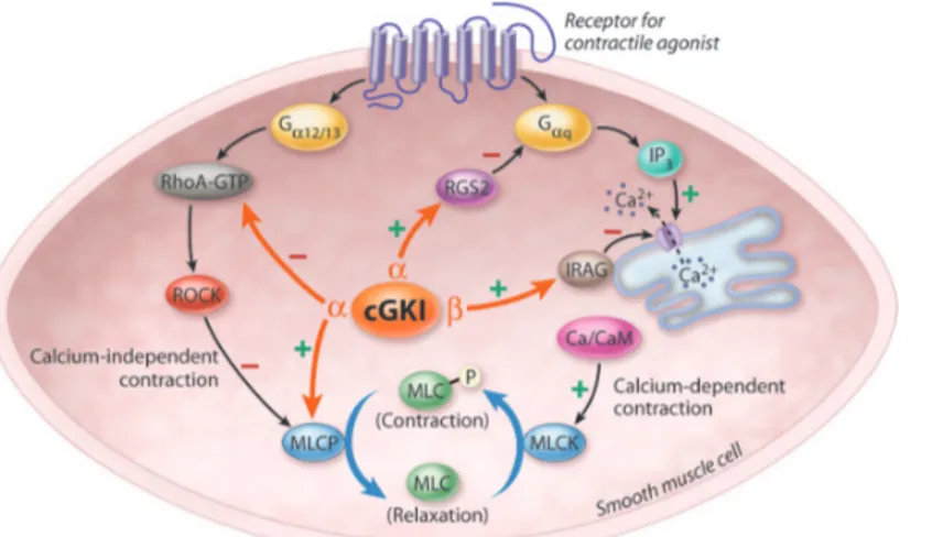 Figure 2. Myosin Light Chain phosphorylation determines smooth muscle contractility  (53)