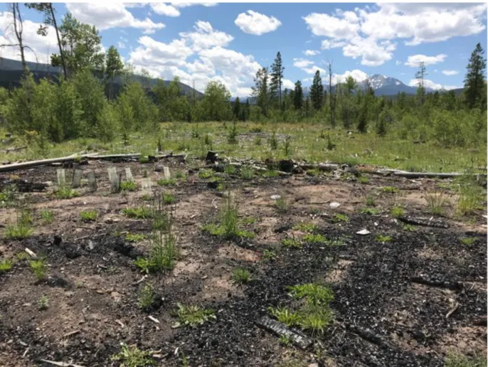 Figure 2.1. A pile burn scar sampled at the Fraser site. There is little vegetation regrowth in July  2019, 2-3 years after the pile was burned