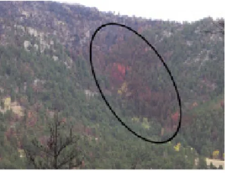 Figure 1. Fire retardant seen on trees two  months after the High Park Fire in 2012. 