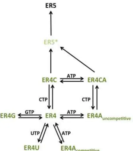 FIG 2.2 KinTek input model of NTP inhibition of CVB3 3D pol . The vertical path  from  the  enzyme-RNA  complex  after  the  4  preparatory  incorporations,    the  ER4  species,  models  catalysis  as  a  three-step  process  beginning  with  binding  CTP