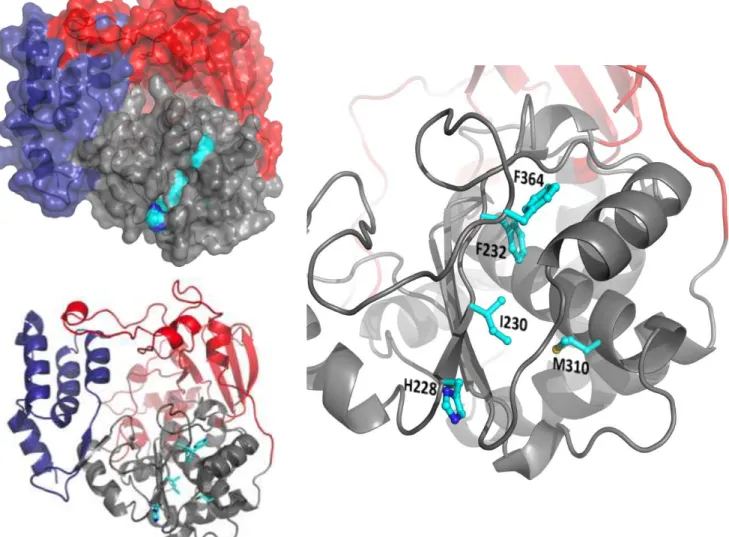 FIG 2.7 Mutated residues in CVB3 3D pol . The polymerase is colored according to domains (red=fingers, grey=palm,  blue=thumb)