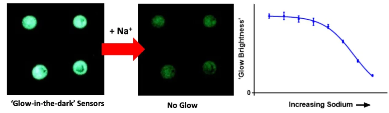 Figure 4.1 Graphical Abstract. The brightness of the ‘glow’ emanating from the sensor decreases  as the sodium concentration increases 