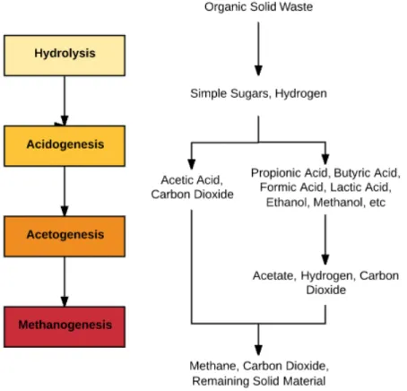Figure 4 - Stages of Anaerobic Digestion 