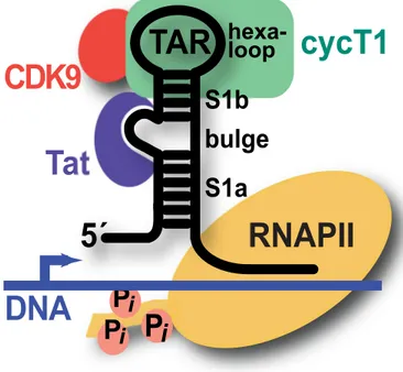 Figure 1.7: Tat–TAR Induced Transcription Cascade The viral transactivation response (TAR) element RNA comprises lower (S1a) and upper (S1b) stems