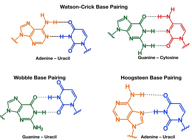 Figure 1.11: Examples of the primary modes of nucleic acid base pairing The most important base pair- pair-ing interactions are the Watson-Crick A·T and G·C, but Wobble base pairs can pair non-canonical  part-ners, and Hoogsteen pairs can stabilize alterna