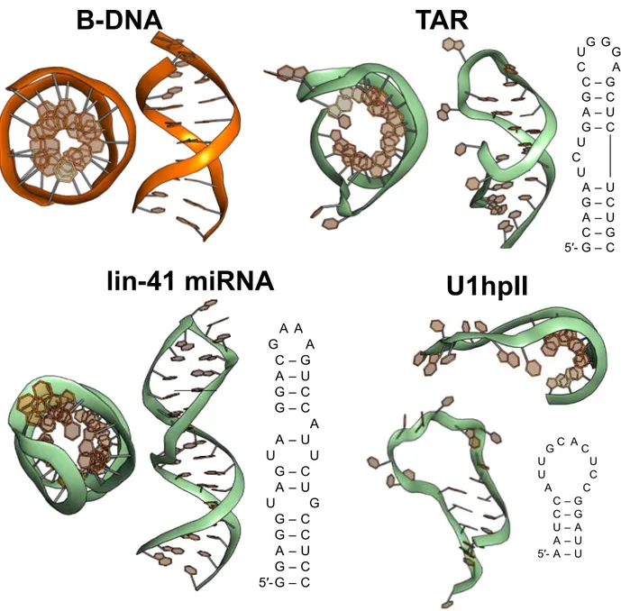 Figure 1.13: DNA vs. RNA Tertiary Structure Comparison A top down and proﬁle view of dsDNA (PDB: