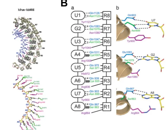 Figure 1.17: Structure of a Pumilio Repeat Domain A the structure of a Pumilio Domain is an arched superstructure made up of α-helices which position the variable residues into place to bind the RNA, and B the code for and illustrations of the variable res