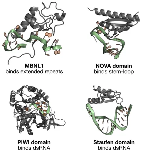 Figure 1.20: Example Classes of RNA Binding Proteins Shown in this ﬁgure are varieties of RNA binding proteins