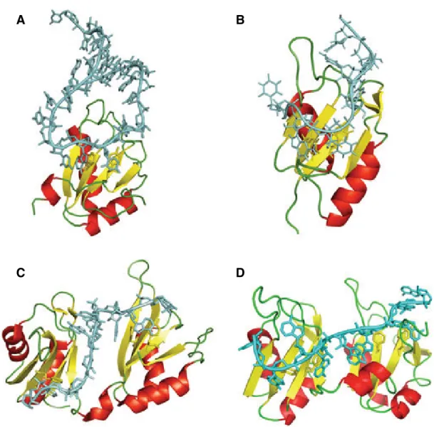 Figure 1.21: Examples RNA Recognition Motif Proteins Structures of RNA-recognition motifs (RRMs) in complex with their RNAs