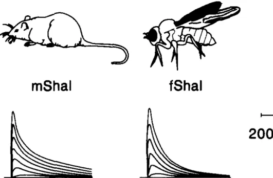 Figure 1.4. The function of K v 4 channels is conserved across species. Voltage-clamp  experiments where currents were elicited from holding potential at -100 mV, with 10 mV  step-wise increases from -80 to 20mV 312 