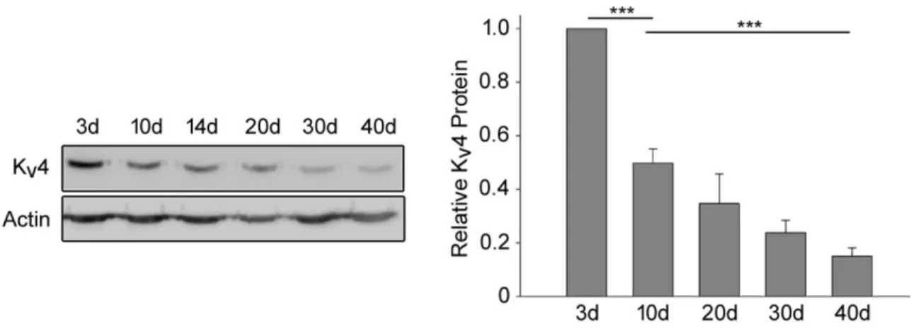 Figure  3.4.  K v 4  protein  levels  undergo  a  progressive  age-dependent  decline