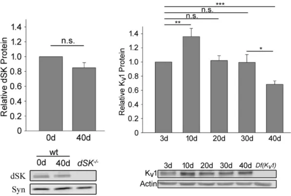 Figure 3.5. The age-dependent decline in K v 4 channel protein levels is likely not a  general  characteristic  of  all  potassium  channels