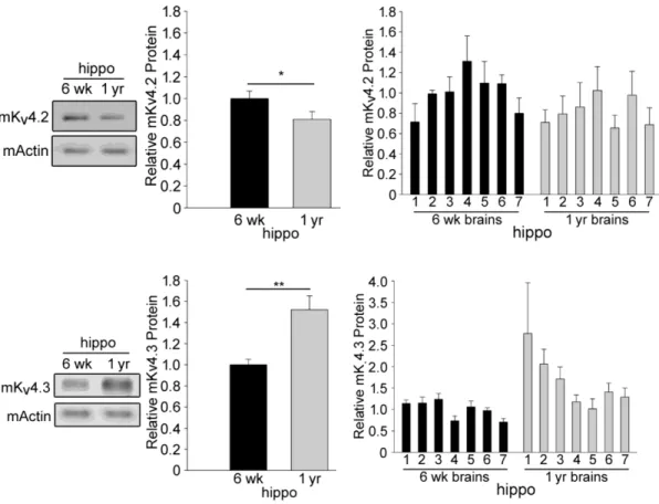 Figure 3.7. K v 4.2 and K v 4.3 protein levels decrease and increase with age, respectively,  in the hippocampus of mouse brain