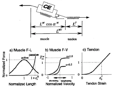 Figure 2.2: Musculo-tendon contraction mechanics as described by Hill type model. (From Thelen et al.,  2003) 