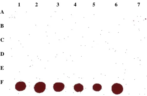 Figure 5. Dot-blot hybridization with a poly6 probe for detection of ADFVd,  ASSVd,  ADFVd , and PBCVd 