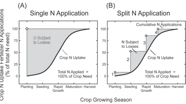 Figure 4. Applying nitrogen in smaller increments immediately before and during the crop season (B) will improve  uptake efficiency and reduce the potential for losses as compared to pre-plant (A) applications.