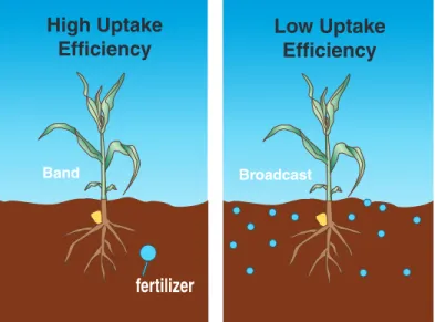 Figure	2.	Banding	phosphorus	fertilizer	(right)	is	more	efficient	 than broadcast (left) applications