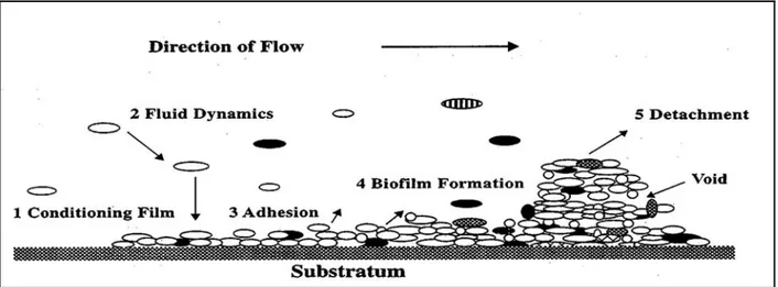 Figure 1-1 Biofilm Formation Diagram (from Precival et al., 2000)] 