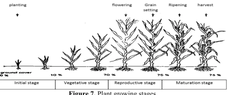 Figure 7. Plant growing stages 